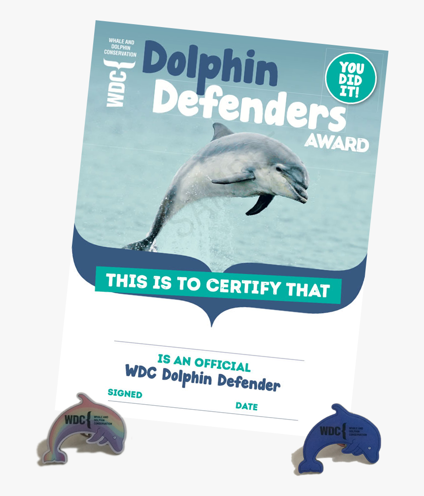 Dolphin Defenders Certificate - Common Bottlenose Dolphin, HD Png Download, Free Download