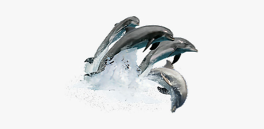 #sticker #dolphin #dolphins - Wholphin, HD Png Download, Free Download