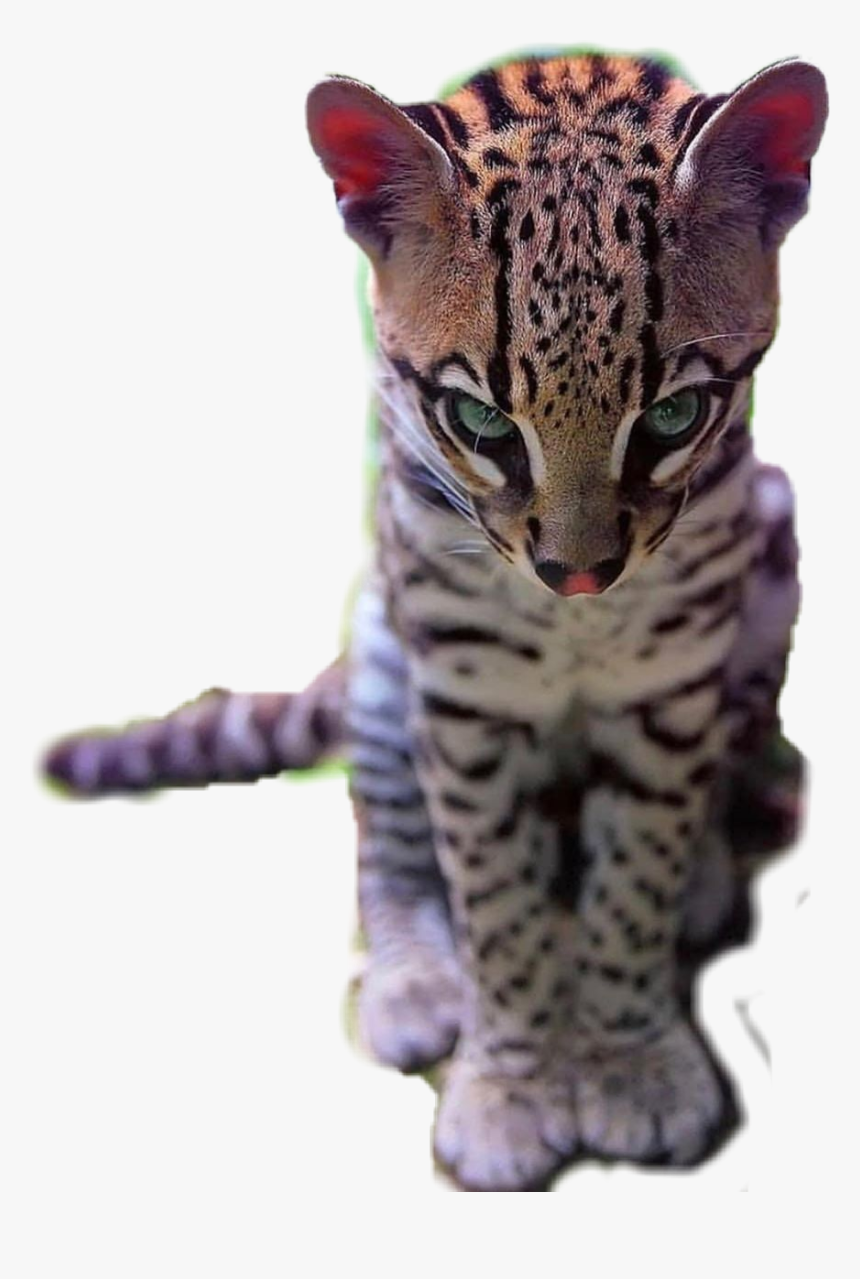 #cat #ocelot #animal #wildlife #wildlifeanimals - Ocelot, HD Png Download, Free Download