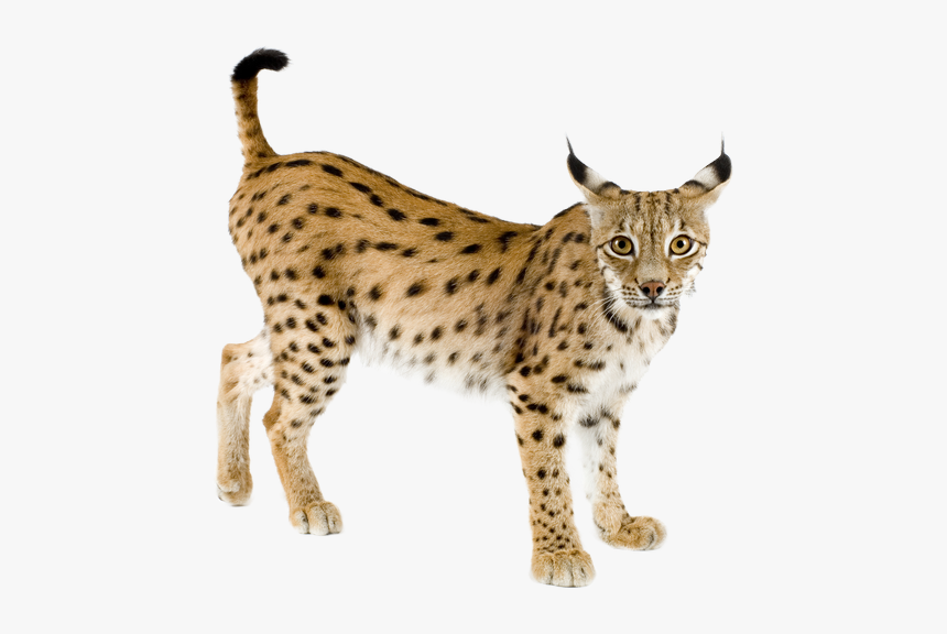 Mammal,vertebrate,small To Medium-sized Spangled,tail,animal - Iberian Lynx Png, Transparent Png, Free Download