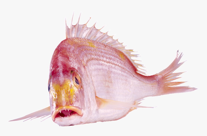 Beautiful Physical Red Fish Png - 水 产品, Transparent Png, Free Download