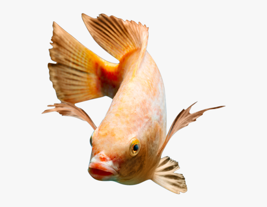 Red Nile Tilapia Fingerlings "
 Class="lazyload Blur - Red Tilapia Fingerlings, HD Png Download, Free Download