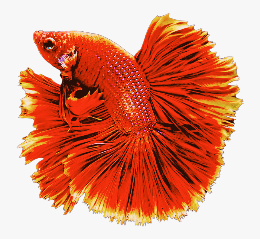 #red #fish #goldfish #swiming #animals - Beautiful Picture Of Fishes, HD Png Download, Free Download