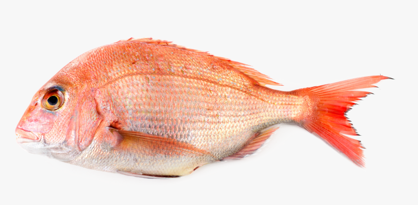 Red Bream Fish, HD Png Download, Free Download