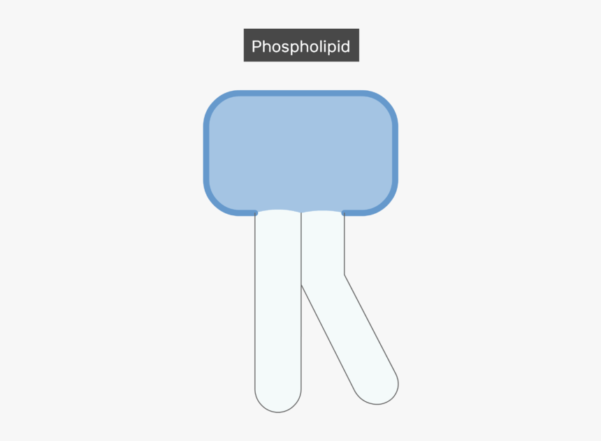 An Image Showing The Bilayer Phospholipid Of The Cell - Sign, HD Png Download, Free Download