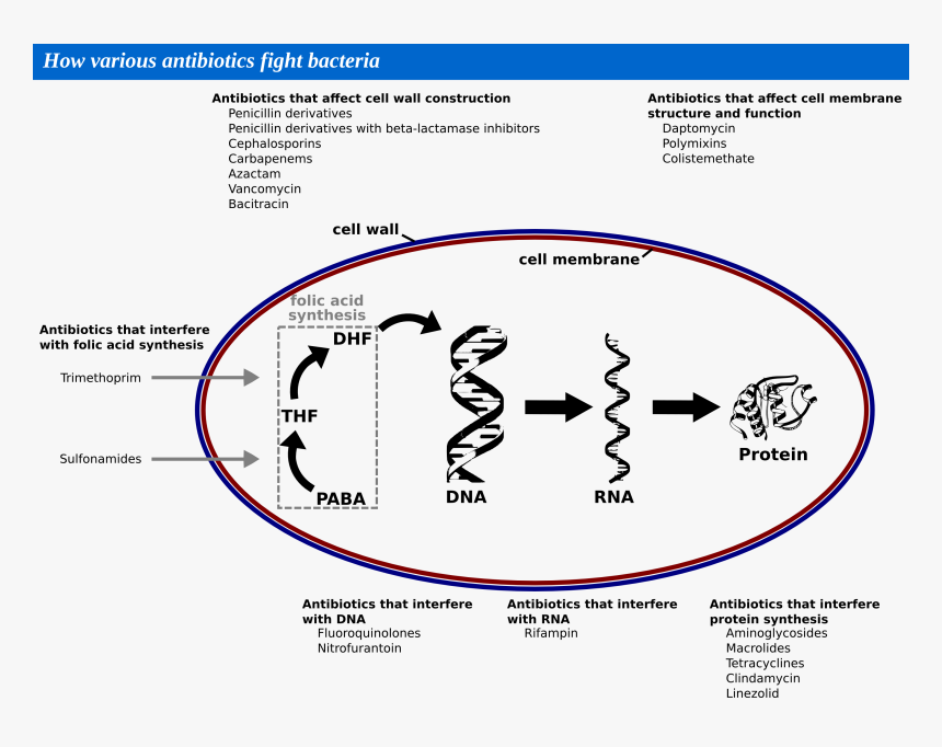 Diagram, HD Png Download, Free Download