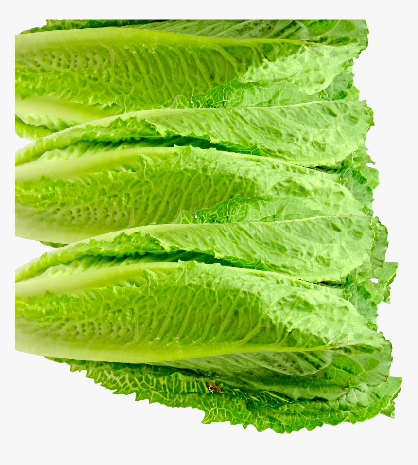 Romaine Lettuce, HD Png Download, Free Download