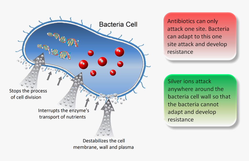 Cơ Chế Diệt Khuẩn Của Nano Bạc, HD Png Download, Free Download