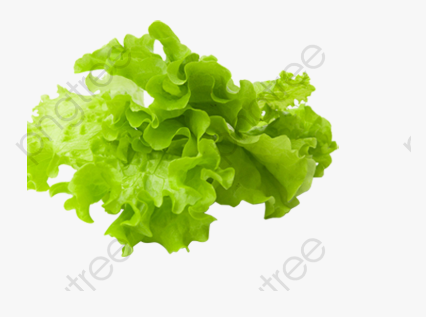 Vegetables Clipart Transparent - Lettuce Png, Png Download, Free Download