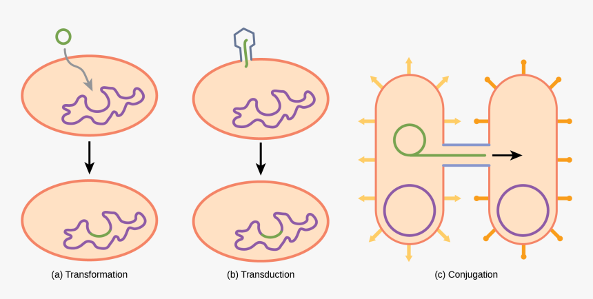 Illustration A Shows A Small, Circular Piece Of Dna - Circle, HD Png Download, Free Download