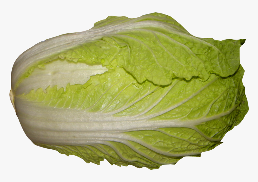 Napa Cabbage Png, Transparent Png, Free Download