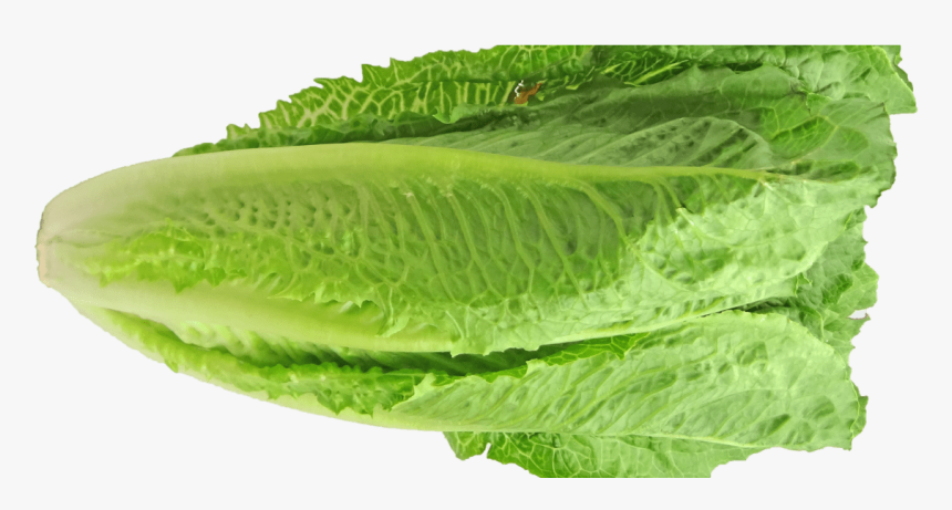 Romaine Lettuce Png, Transparent Png, Free Download