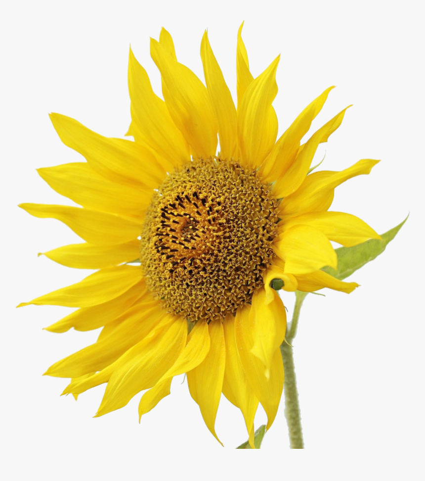 Sunflower Oil - Квітка Соняшник, HD Png Download, Free Download