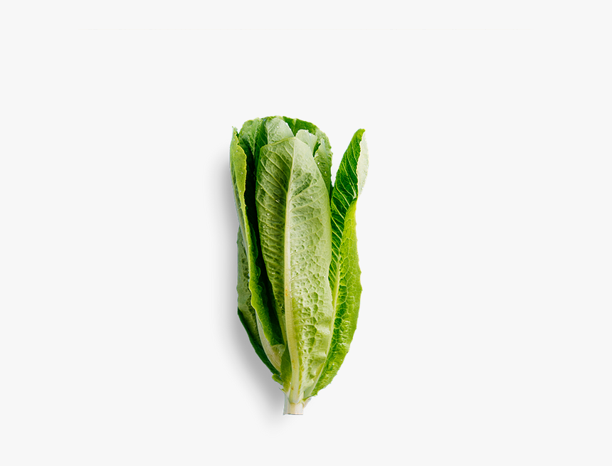 Water Spinach, HD Png Download, Free Download