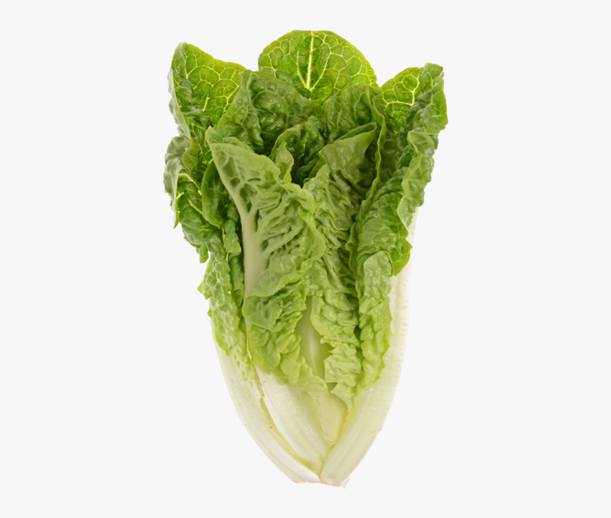 Romaine Lettuce, HD Png Download, Free Download