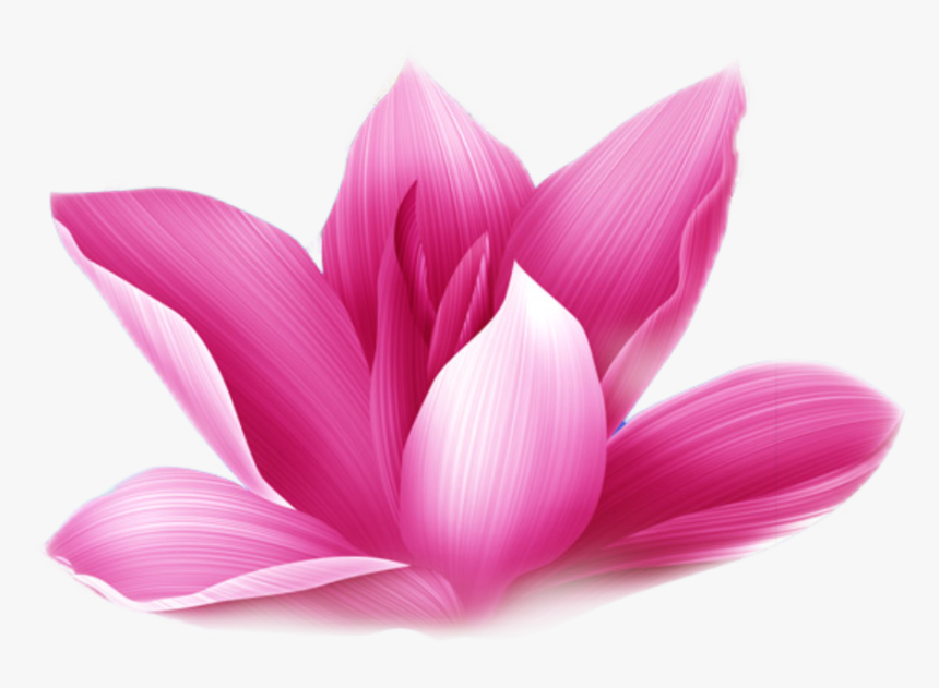 #lotus #flower - Sacred Lotus, HD Png Download, Free Download