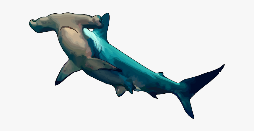 Hammerhead Shark Transparent Background, HD Png Download, Free Download