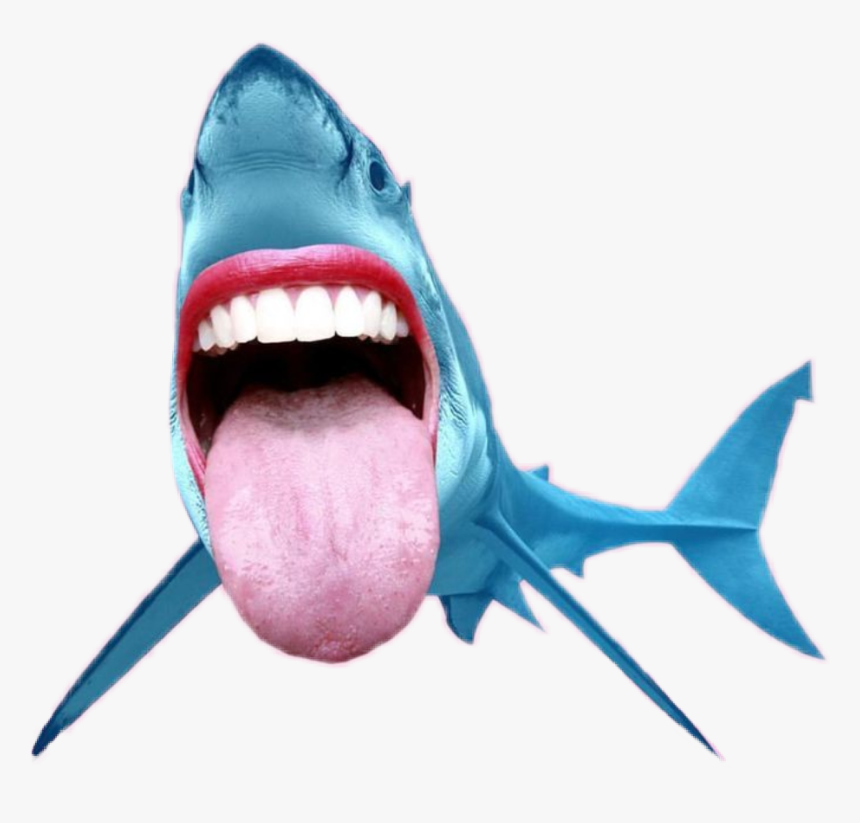 Transparent Shark Mouth Png - Shark Mouth Open Png, Png Download, Free Download