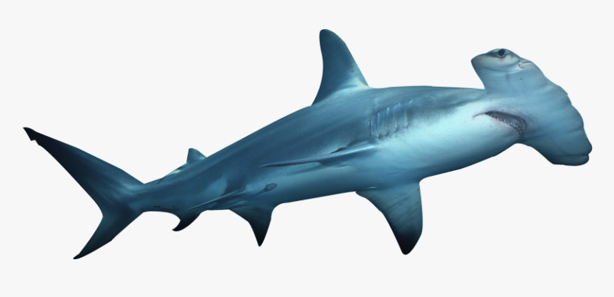 Shark Facts - Hammerhead Shark Transparent Background, HD Png Download, Free Download