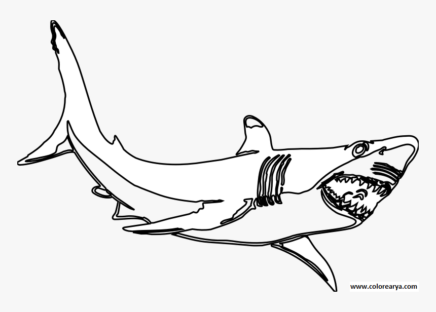 Colorear Tiburon - Great White Shark Clipart Black And White, HD Png Download, Free Download