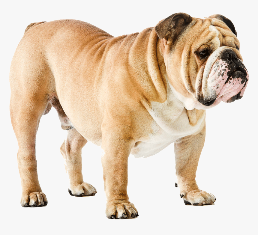 Dog Png - Bull Dog Png Hd, Transparent Png, Free Download