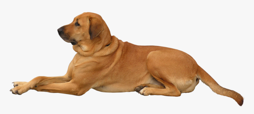 Dog Png Clip Art - If Dogs Had Faces, Transparent Png, Free Download