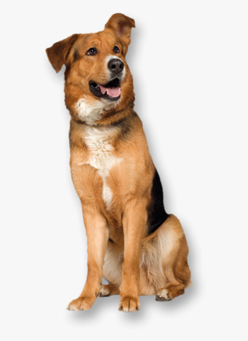 Dog Png With Pride - Dog Stock Image Png, Transparent Png, Free Download