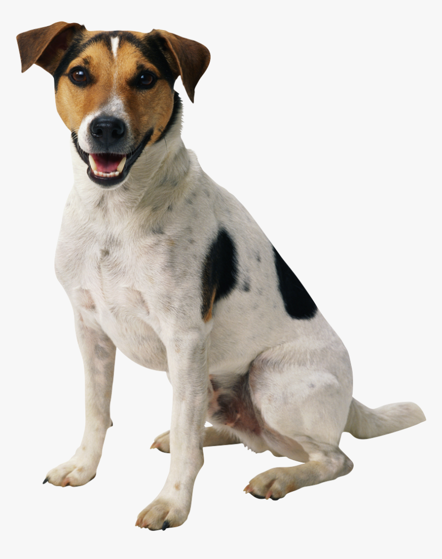 Dog Png Happy Puppy - Transparent Dog Png, Png Download, Free Download