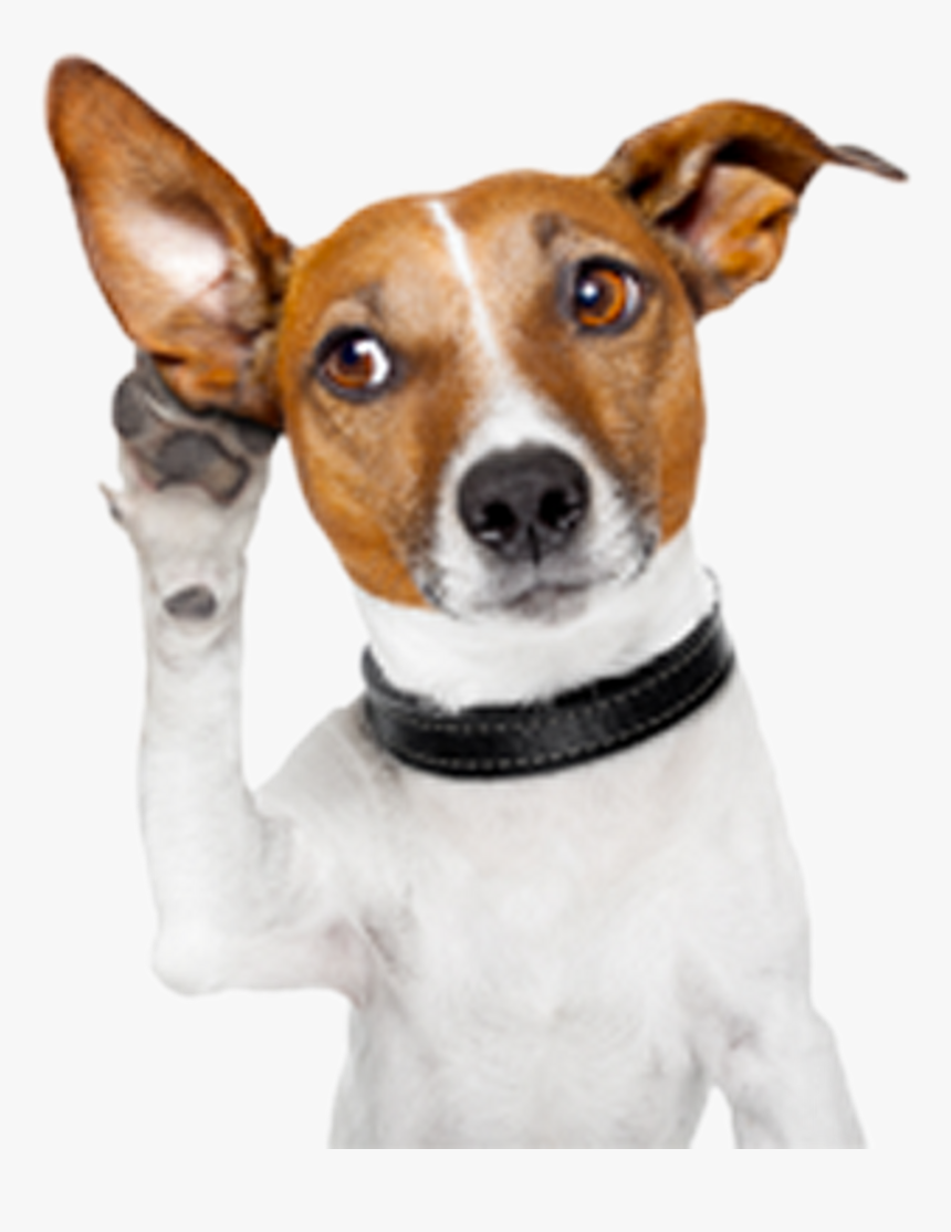 Dog Png Image Free Download Searchpng - Attention Dog, Transparent Png, Free Download