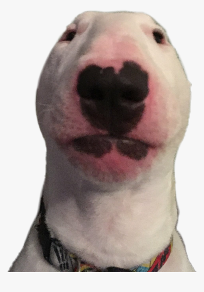 Walter Sticker - Nelson The Bull Terrier Transparent, HD Png Download, Free Download