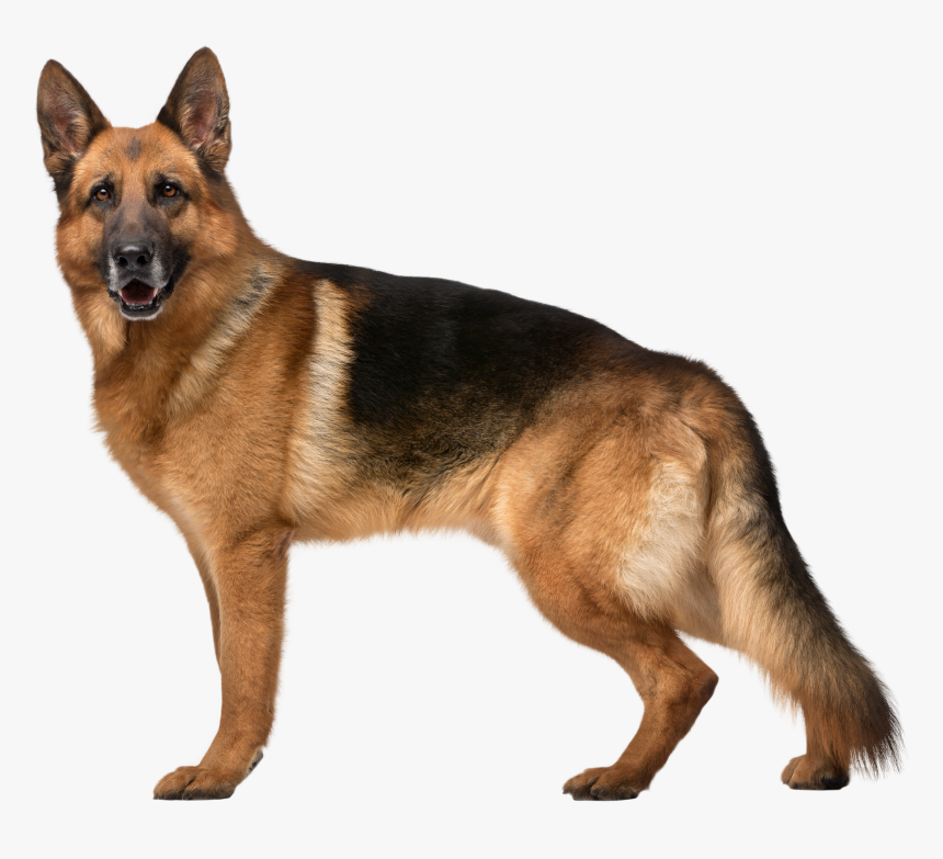 German Shepherd Dog Png Clip Art - Transparent Background German Shepherd Png, Png Download, Free Download