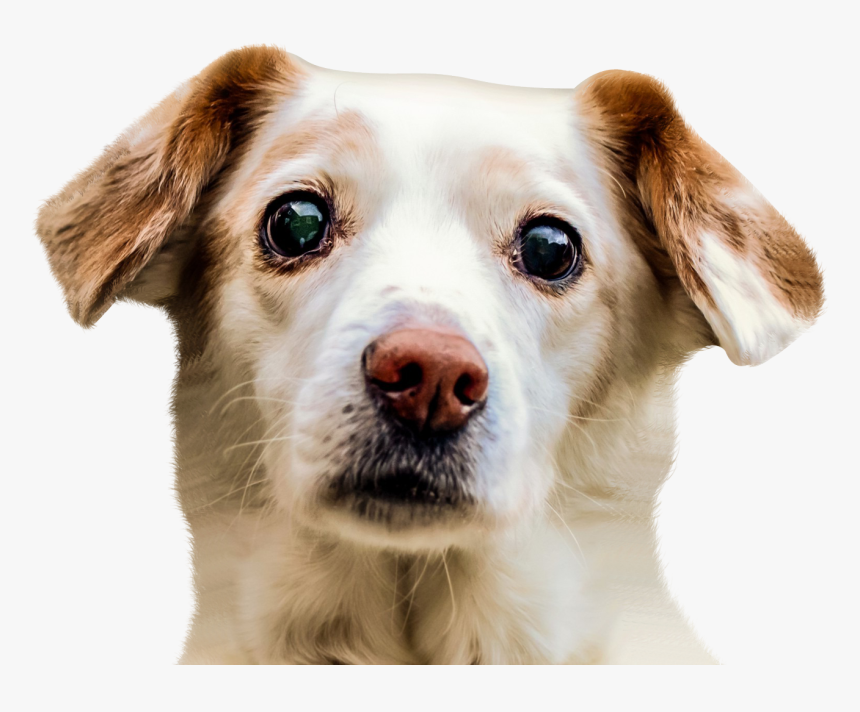 Dog Face Png Image - Dog Face Png, Transparent Png, Free Download