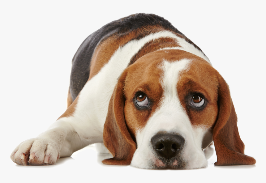 Dog Png For Dogs Allerpet South Africa - Beagle Hound Dog Sleeping, Transparent Png, Free Download