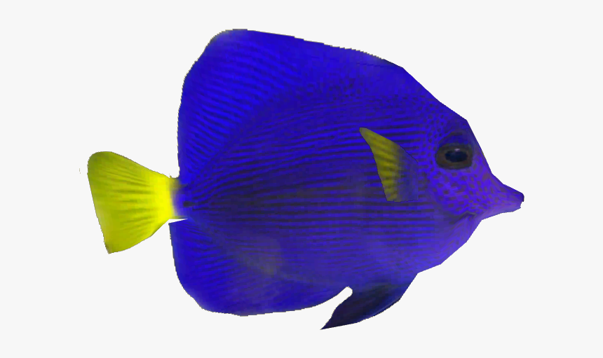 Purple Tang Fish Png, Transparent Png, Free Download