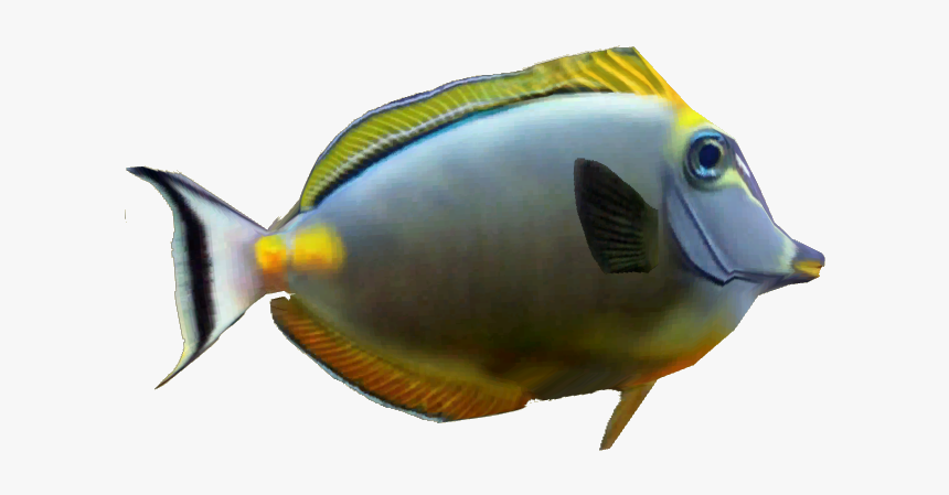 Naso Tang - Coral Reef Fish Png, Transparent Png, Free Download