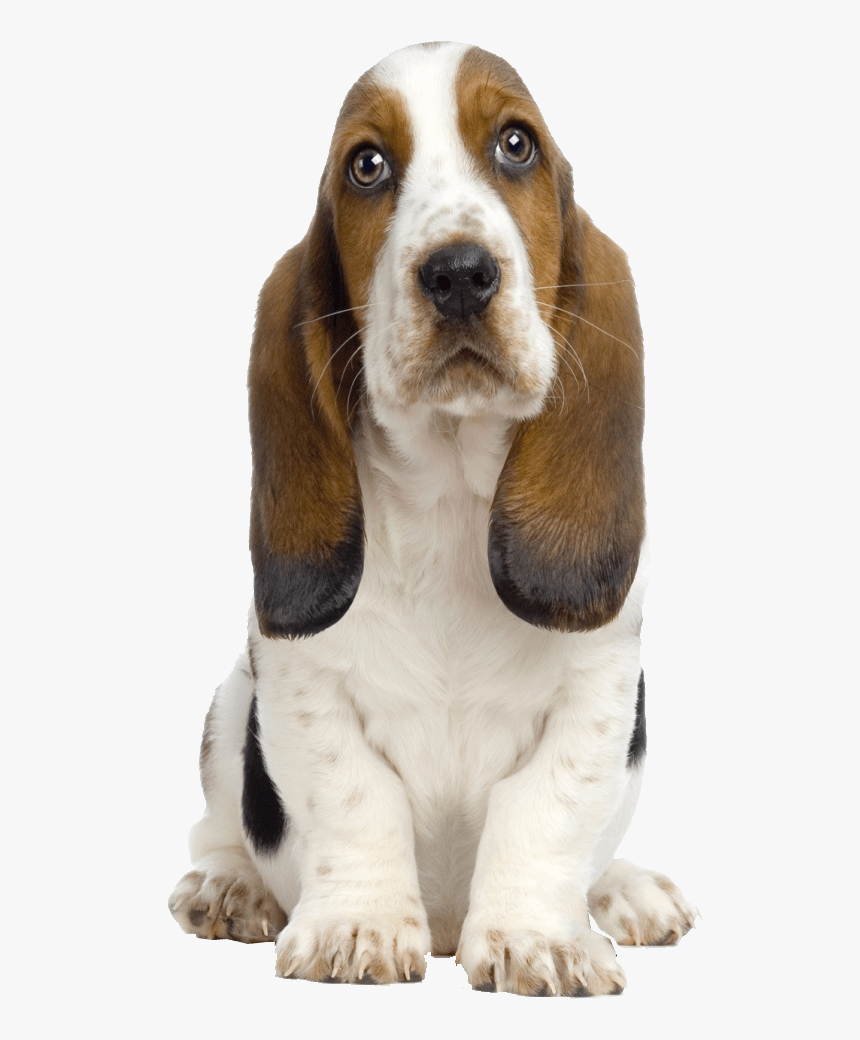 Dog Image Transparent Background, HD Png Download, Free Download