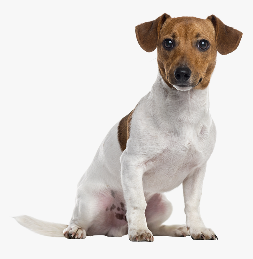 Jack Russell Terrier Png Image Background - Jack Russell Terrier, Transparent Png, Free Download