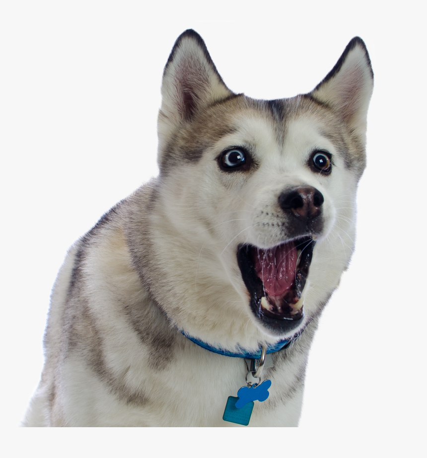 Dog Png Tubes - Husky .png, Transparent Png, Free Download