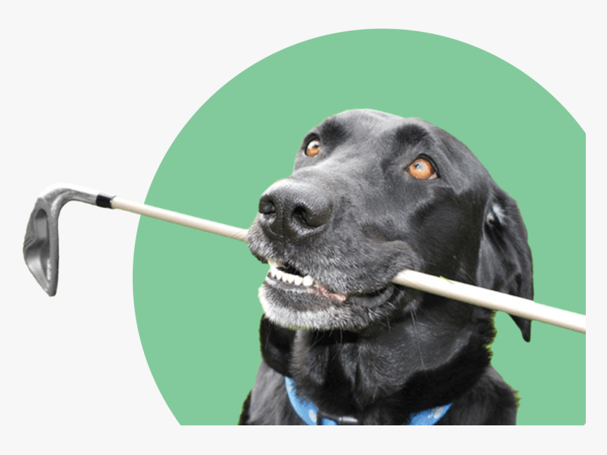 Golfing Dog, HD Png Download, Free Download