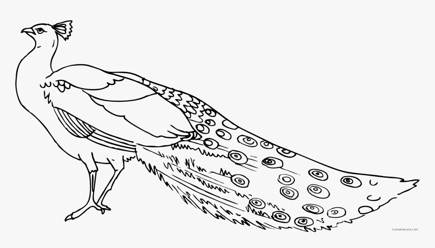 Clip Art Peacock Clipart - Peacock Black And White Clipart, HD Png Download, Free Download