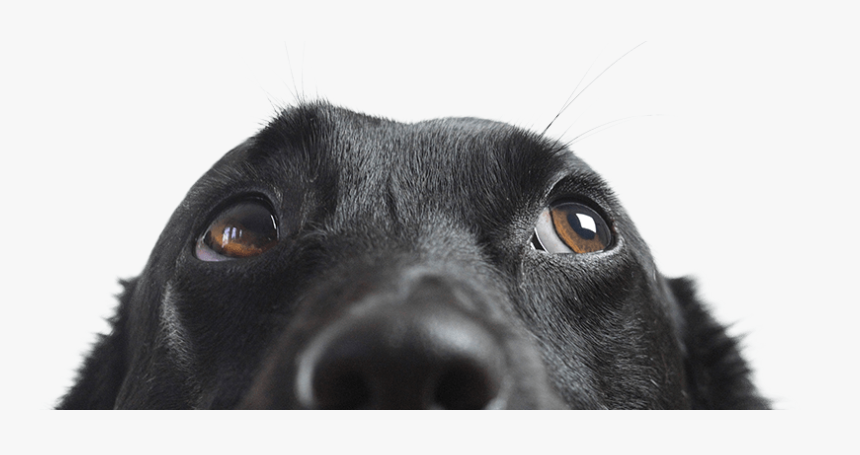 Homepage-dog - Dog Looking Up, HD Png Download, Free Download