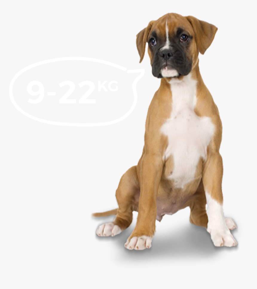 Medium Dogs Image - Boxer Dog Transparent Background, HD Png Download, Free Download