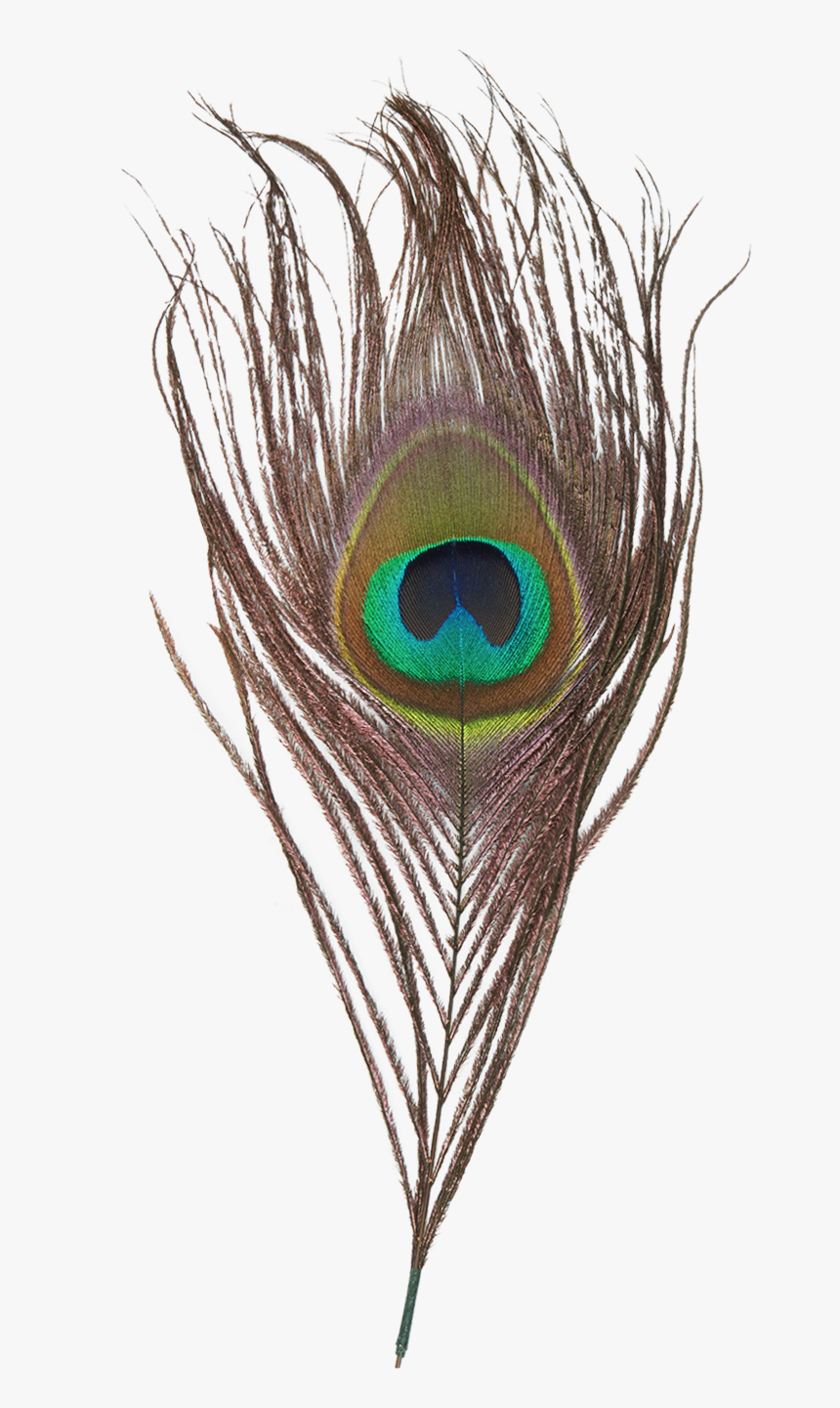 Peacock Feather Png Transparent Images - Peacock Feather Images Png, Png Download, Free Download