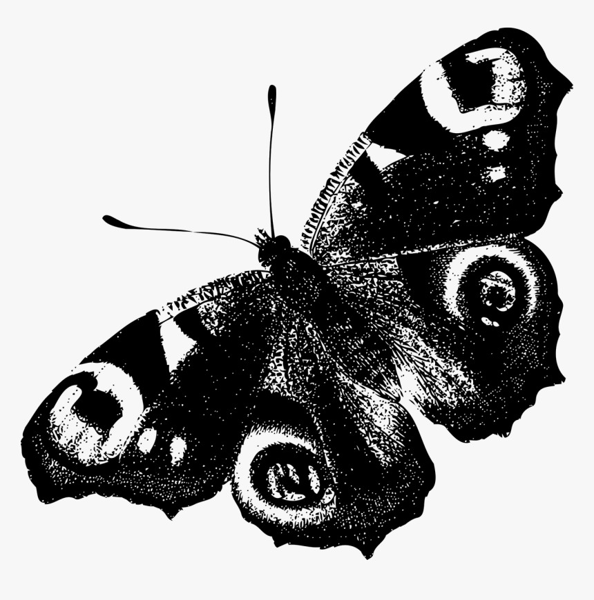 Peacock Butterfly Black And White, HD Png Download, Free Download