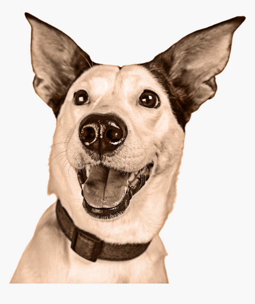 Companion Dog, HD Png Download, Free Download