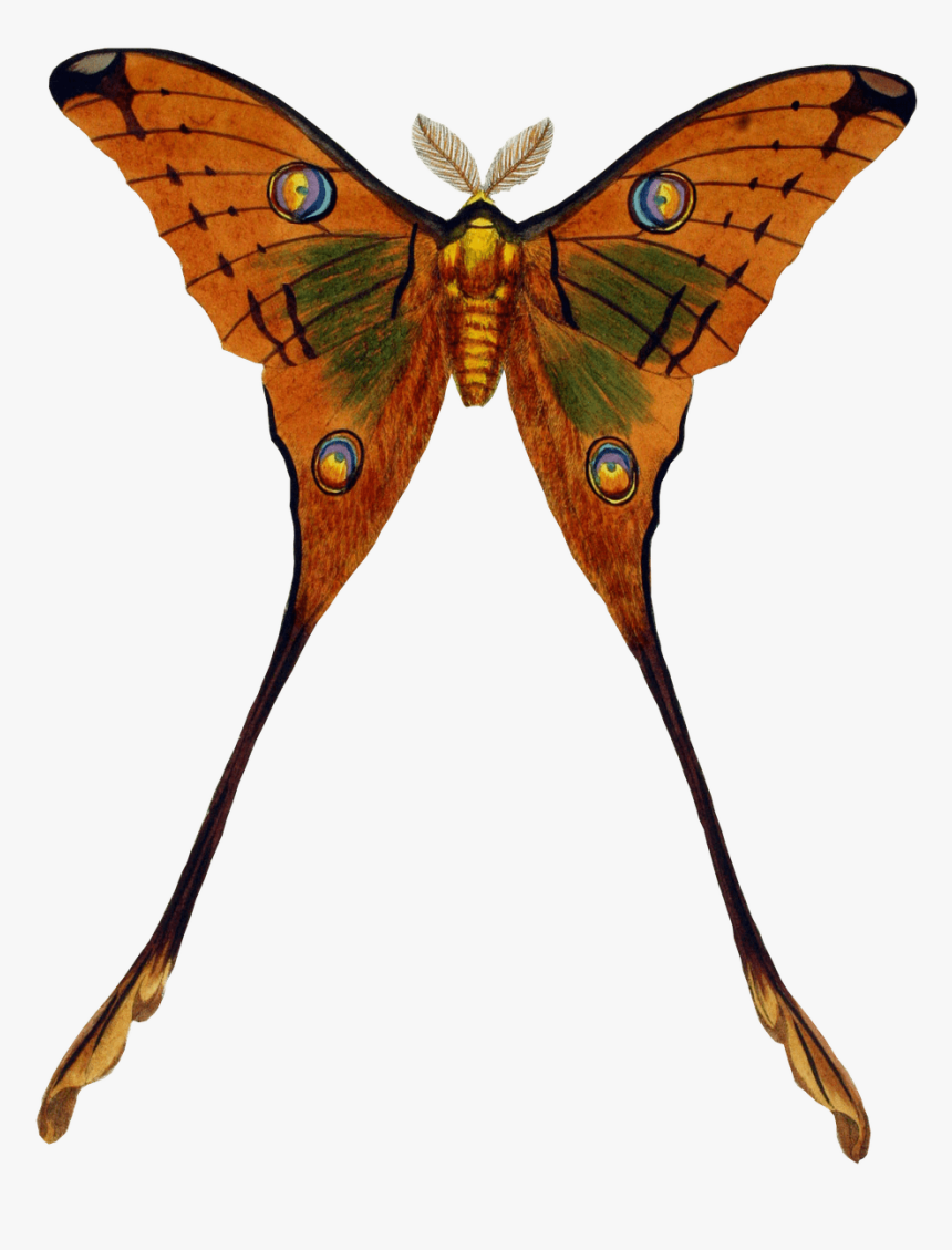 Peacock Butterfly - Vintage Butterfly Transparent, HD Png Download, Free Download