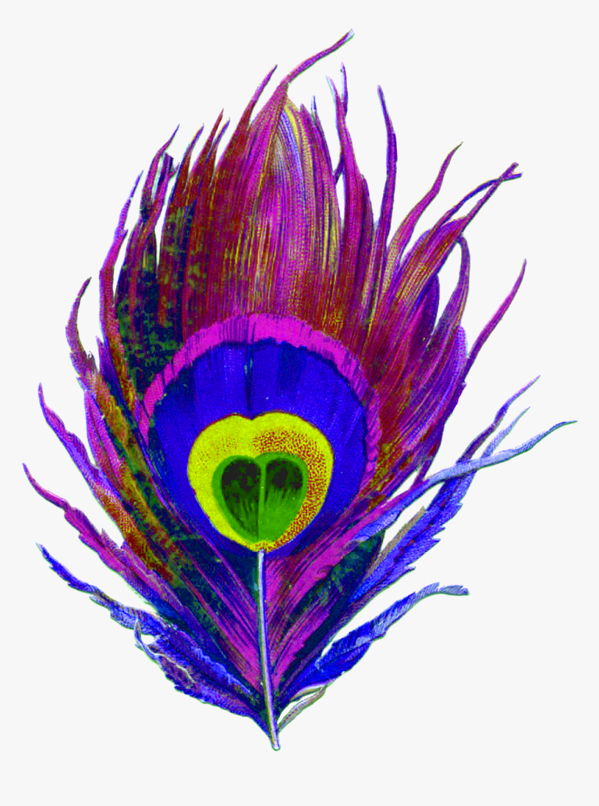 Purple, Peacock, Bird, Feather, Colorful, Eye, Designs - Peacock Feather Png Logo, Transparent Png, Free Download