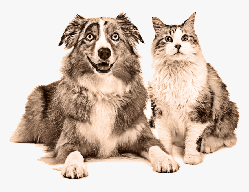 Cat And Dog Happy, HD Png Download, Free Download