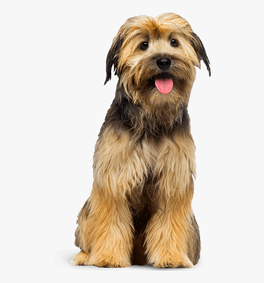 Transparent Background Dog Overlays, HD Png Download, Free Download