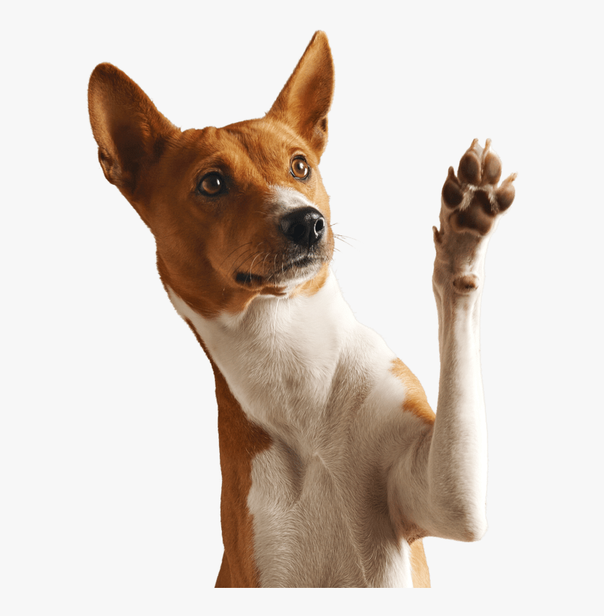 Dog Png, Transparent Png, Free Download